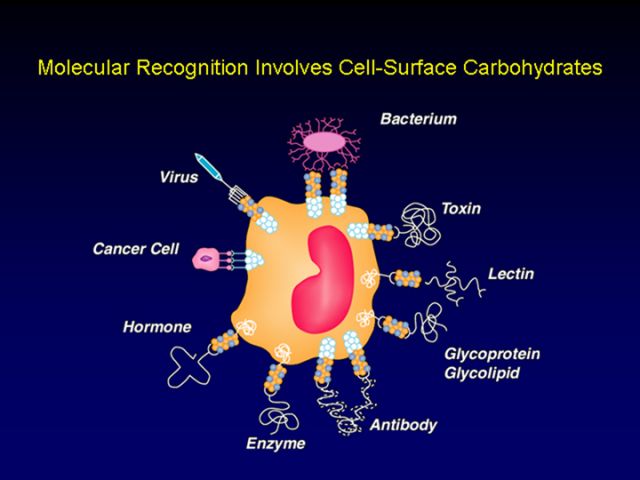 cell-surface-1-CH-Wong