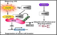 suppression_cancer_cell_invasion