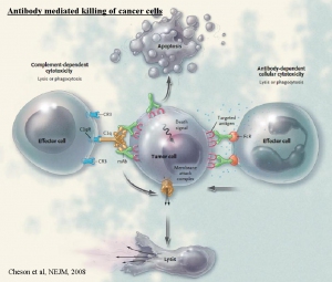 Antibody_mediated_killing_of_cancer_cells