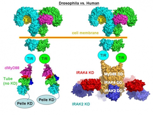 Drosophila vs_Human