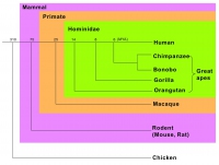 Evolutionary relationships