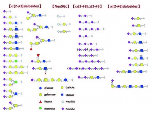 RenCT_oligosaccharides1