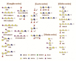 RenCT_oligosaccharides2