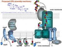 Proposed CPS assembly machinery