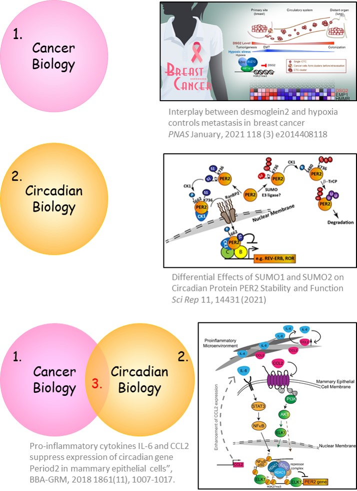 圖片三 Cancer Circadian Hwang Verslues 10032022