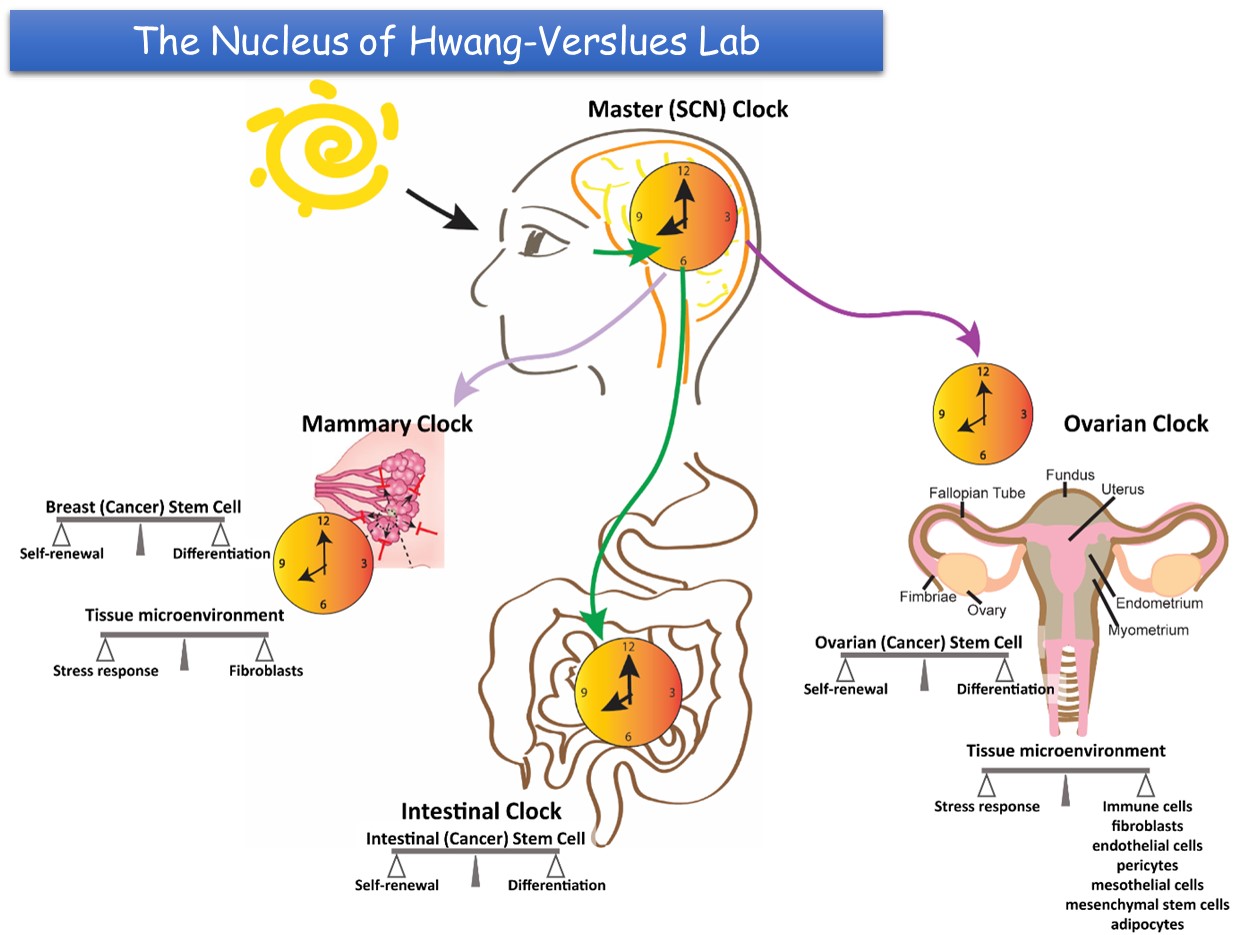 圖片二 Nucleus Hwang Verslues 10032022