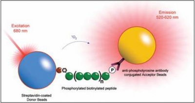 Kinase_Bind_Assay