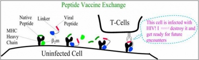 Peptide_Vaccine_Exchange