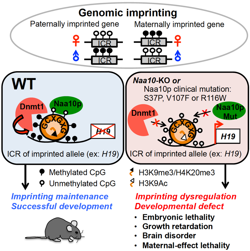 2017Genomic Imprinting