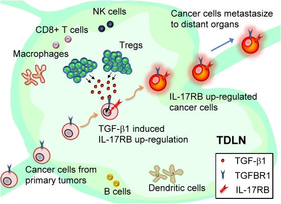 2017Tregs Synopsis figure 3