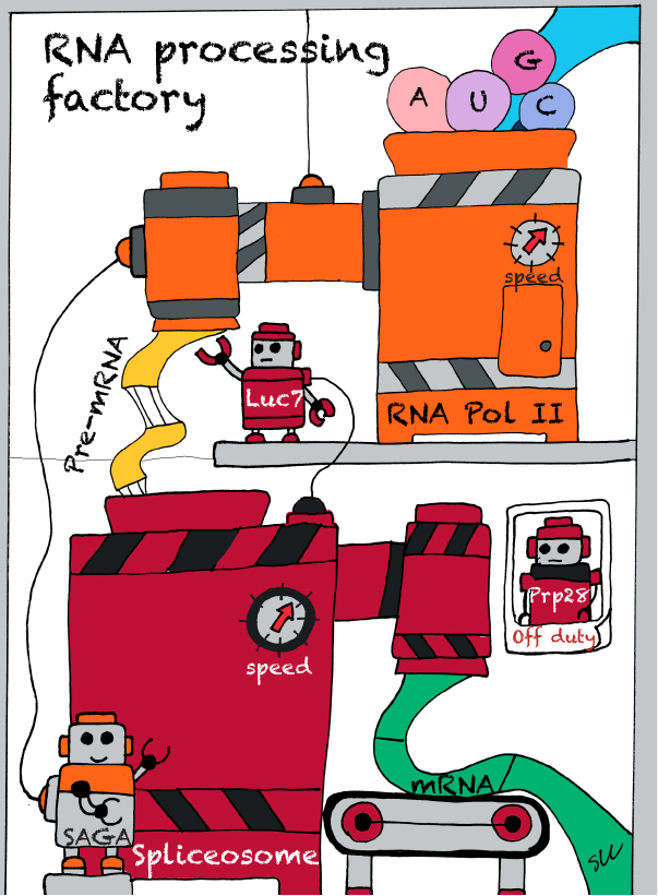 2018Experimental Evolution Press Fig2