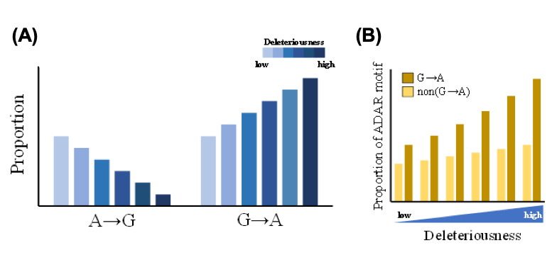 2019RNA Editing Figure A B EN