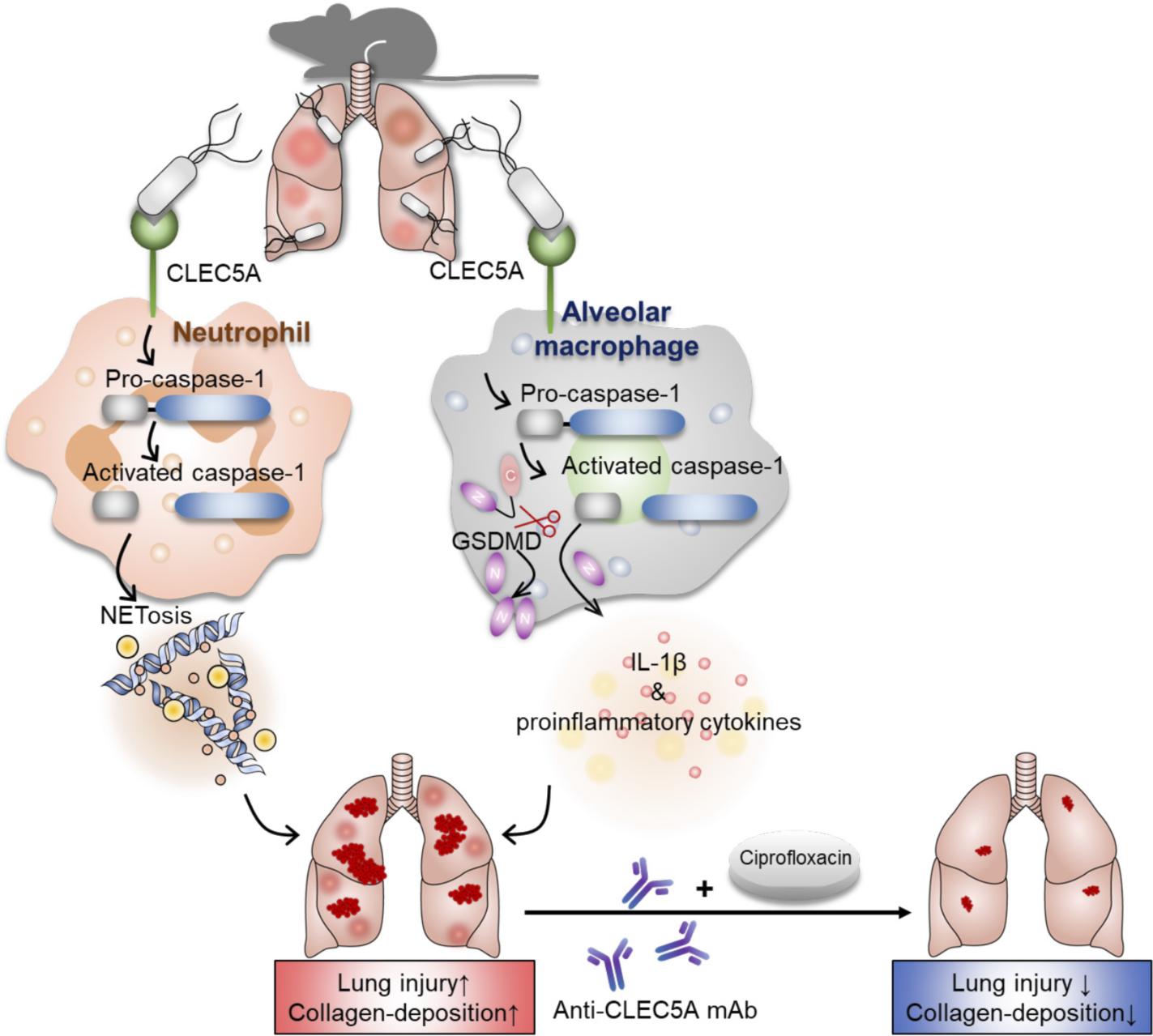 2022CLEC5A Pseudomonas F1