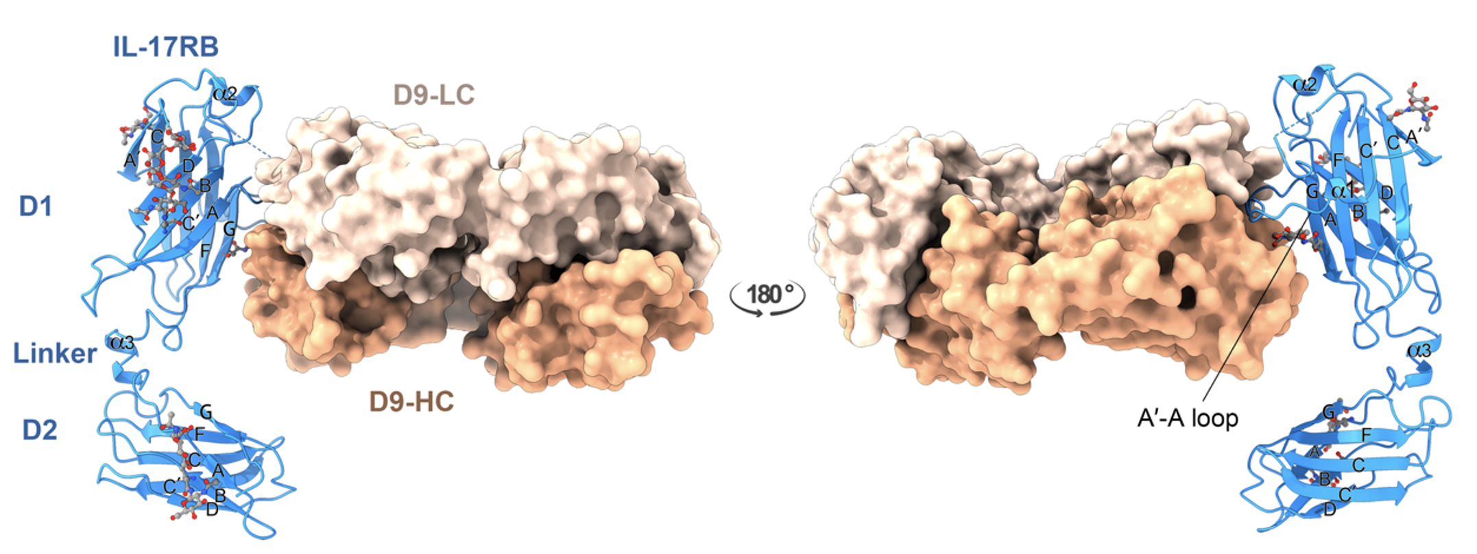 2022 IL17 antibody F1