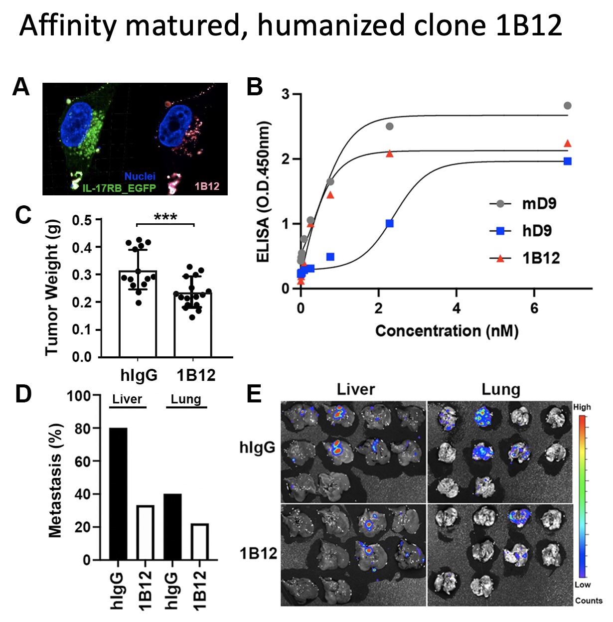 2022 IL17 antibody F3