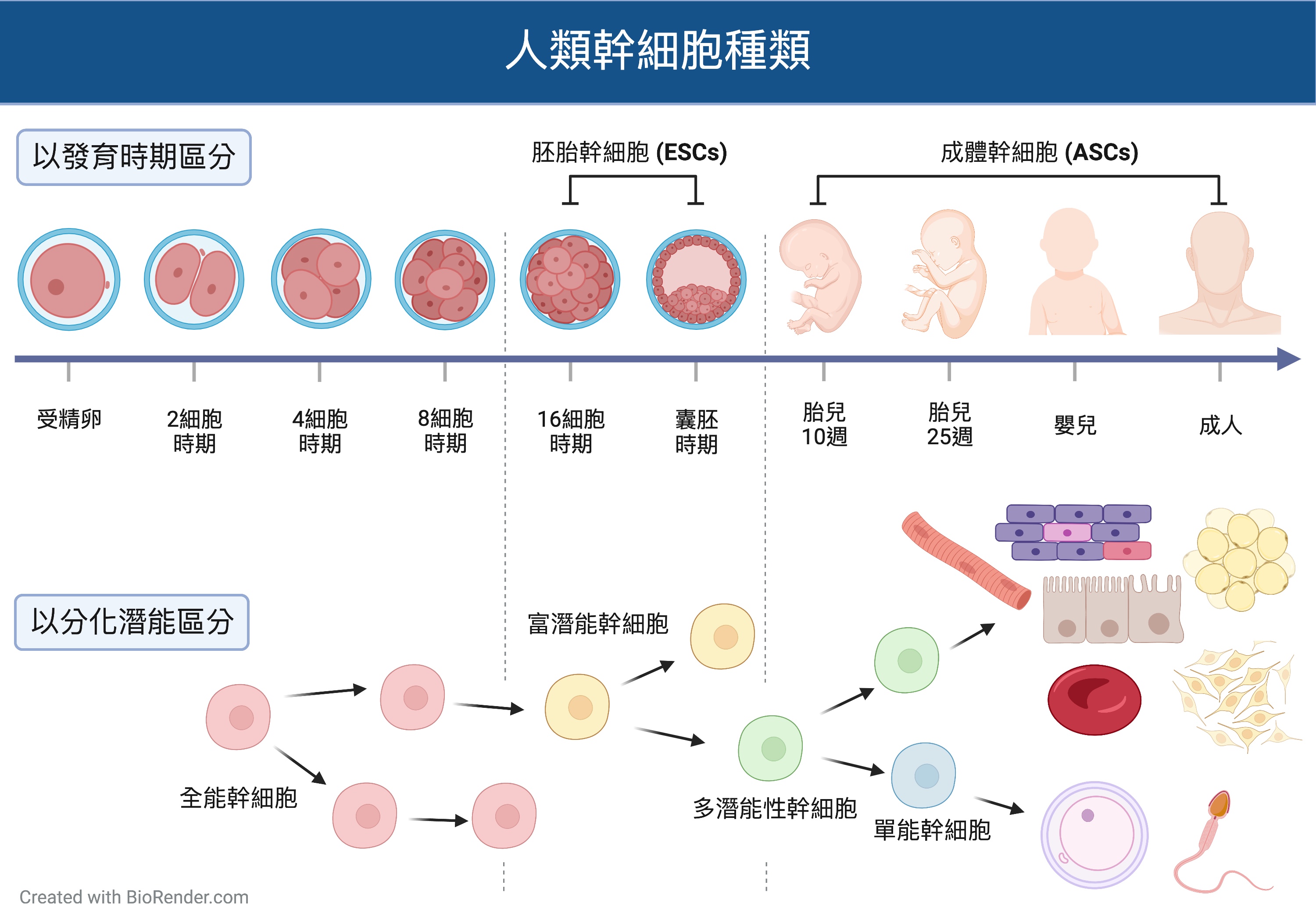 2023PODXL StemCell differentiation CH