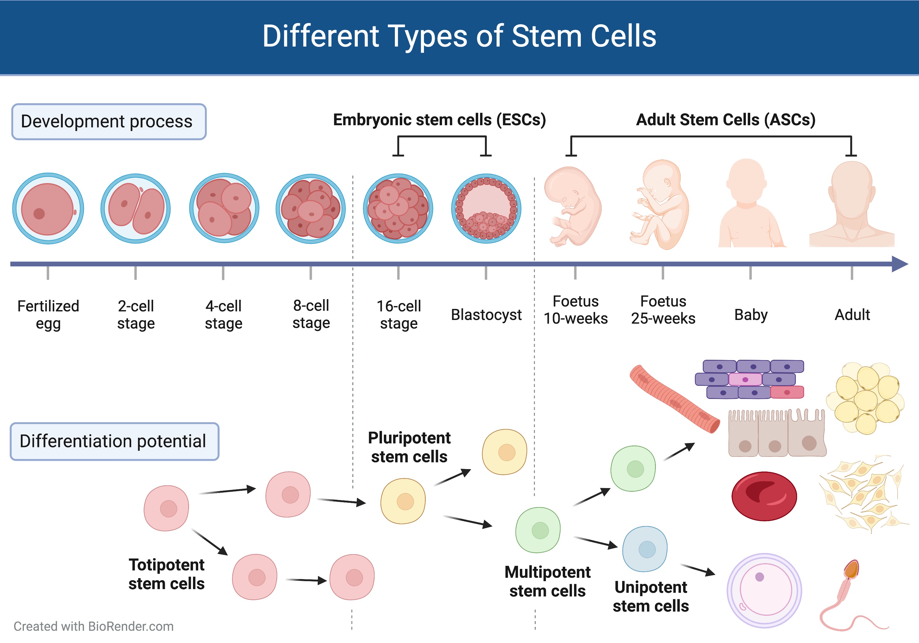 2023PODXL StemCell differentiation EN