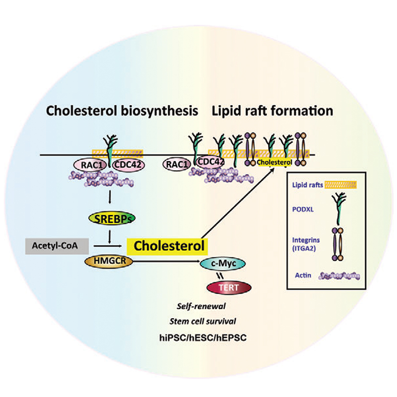 2023PODXL cholesterol