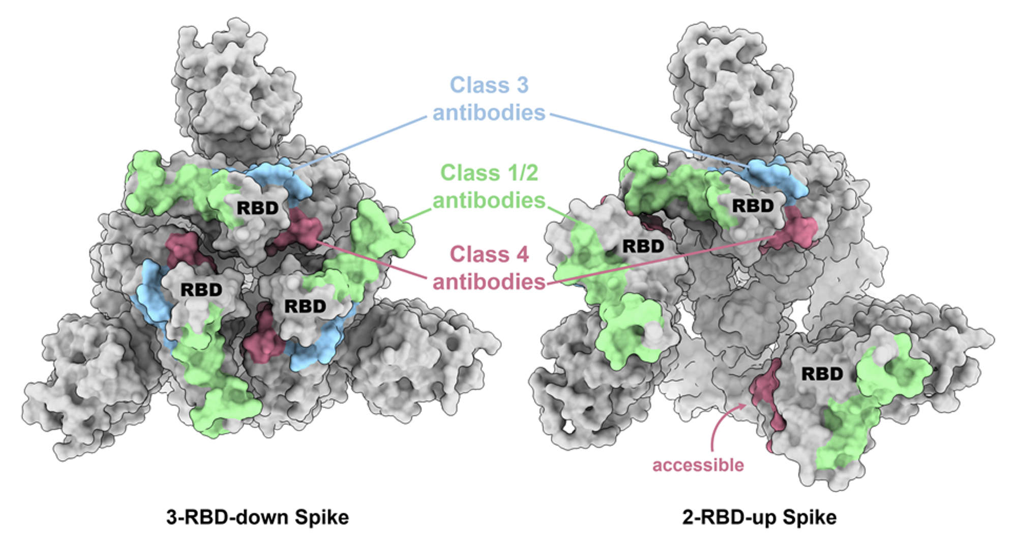 2023Structural basis F1