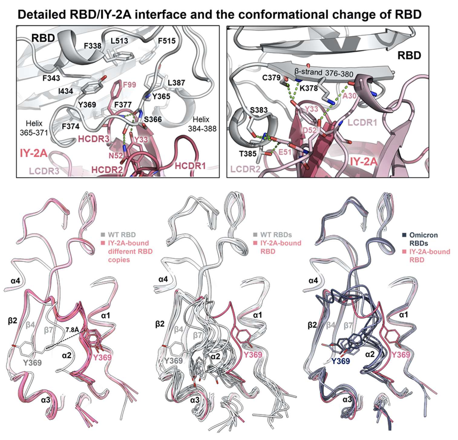 2023Structural basis F3