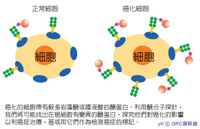 醣分子探針示意圖:: 醣分子探針示意圖