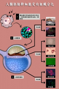 Cell-SurfaceCompounds-ch