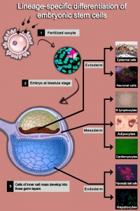 Cell-SurfaceCompounds-en