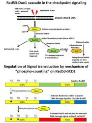 Rad53-Dun1 cascade in the checkpoint signaling