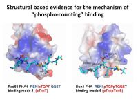 Structural based evdence for the mechanism of "phospho-counting" brinding