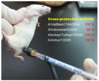 H5N1-consensus-DNA_4