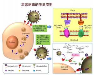 LifeCycleofInfluenzaVirus_ch