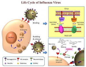 LifeCycleofInfluenzaVirus_e