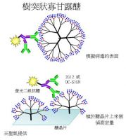 樹突狀寡甘露醣(王聖凱提供)