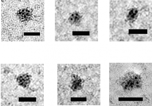 TDP-43 Figure2