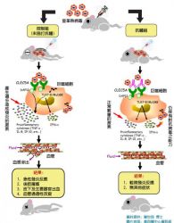 病毒受體篩選新法意示圖