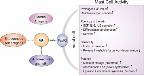 massCellactivity