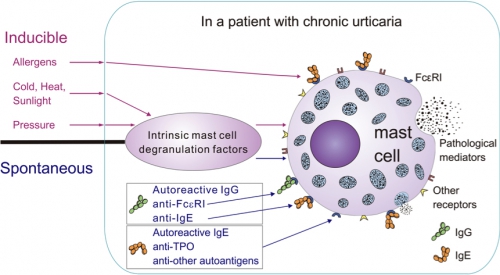 mastCell EN1