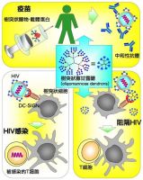 防堵與抑制HIV病毒的疫苗新法