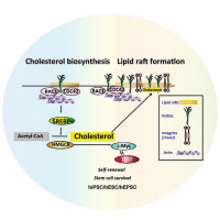 Podocalyxin-Like Protein 1 Regulates Pluripotency through the Cholesterol Biosynthesis Pathway