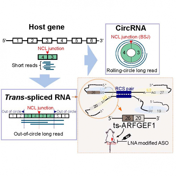 Detecting intragenic trans-splicing events from non-co-linearly spliced junctions by hybrid sequencing