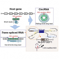 Detecting intragenic trans-splicing events from non-co-linearly spliced junctions by hybrid sequencing