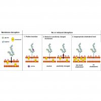 Membrane Disruption Properties of Poly-Glycine Arginine Dipeptide Repeats Affected by Peptide Repeats Continuity and Membrane Composition