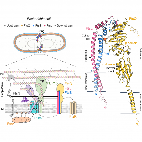 Structure of the heterotrimeric membrane protein complex FtsB-FtsL-FtsQ of the bacterial divisome