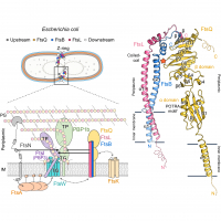 Structure of the heterotrimeric membrane protein complex FtsB-FtsL-FtsQ of the bacterial divisome