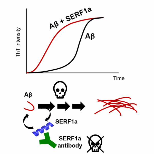 Amyloid Modifier SERF1a Accelerates Alzheimer’s Amyloid-β Fibrillization and Exacerbates the Cytotoxicity