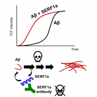 Amyloid Modifier SERF1a Accelerates Alzheimer’s Amyloid-β Fibrillization and Exacerbates the Cytotoxicity