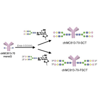 Homogeneous antibody and CAR-T cell targeting glycan on pancreatic cancer