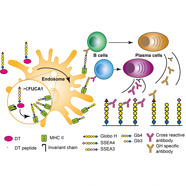 Mechanism of Antigen Presentation and Specificity of Antibody Cross-Reactivity Elicited by an Oligosaccharide-Conjugate Cancer Vaccine