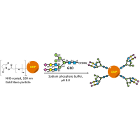 Synthesis and Quantitative Analysis of Glycans Conjugated to Gold Nanoparticles