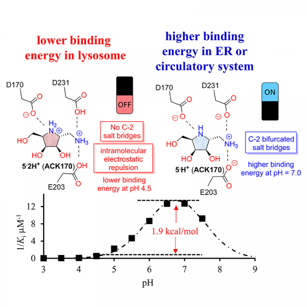 Mechanistic Insights into Dibasic Iminosugars as pH-Selective Pharmacological Chaperones to Stabilize Human α-Galactosidase